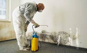 Best Emergency Mold Remediation  in Moreno Valley, CA